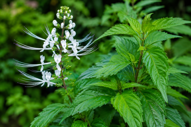 Daun dan bunga kumis kucing sebagai tanaman herbal alami untuk kesehatan
