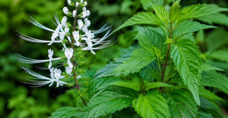 Daun dan bunga kumis kucing sebagai tanaman herbal alami untuk kesehatan
