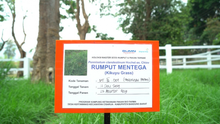 Rumput